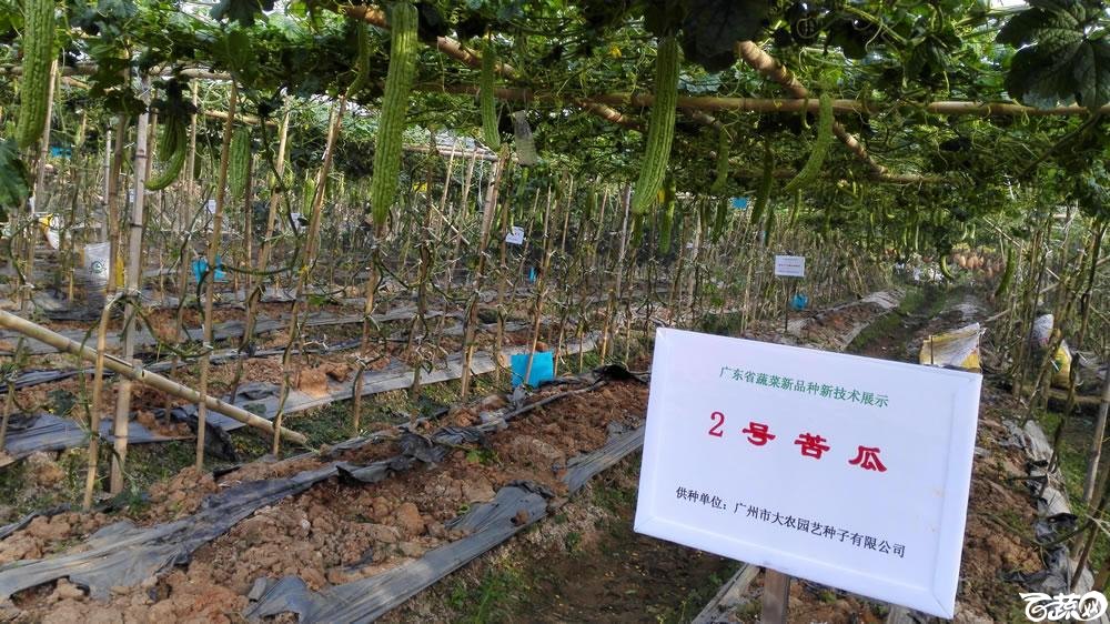 2014年广东蔬菜新品种新技术展示会-广州大农种苗2号苦瓜-001.jpg