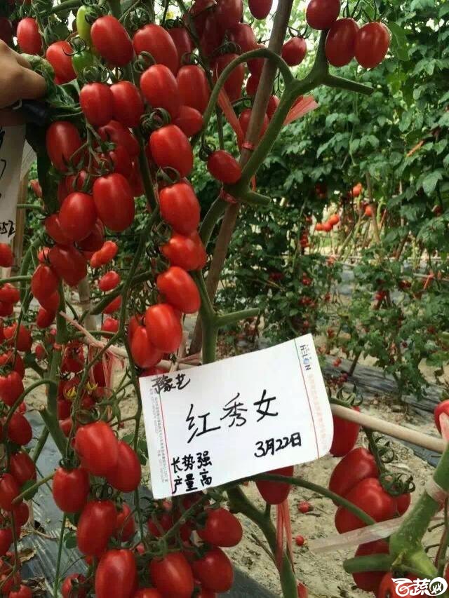 河南豫艺种业红秀女小番茄IMG 3842.JPG