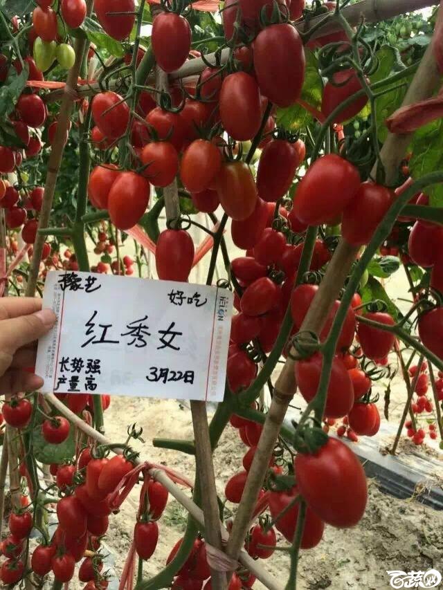 河南豫艺种业红秀女小番茄IMG 3849.JPG
