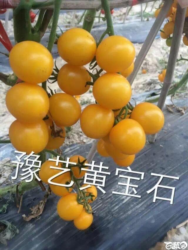 河南豫艺种业黄宝石小番茄IMG 3845.JPG