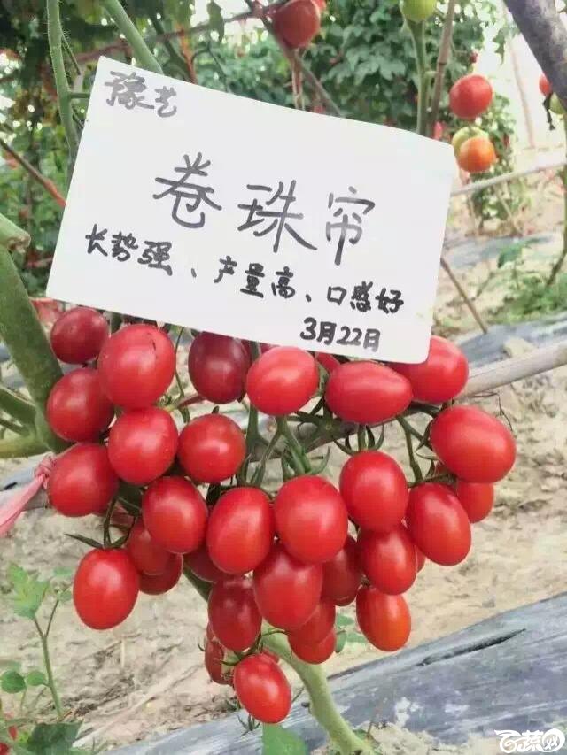 河南豫艺种业卷珠帘小番茄IMG 3843.JPG