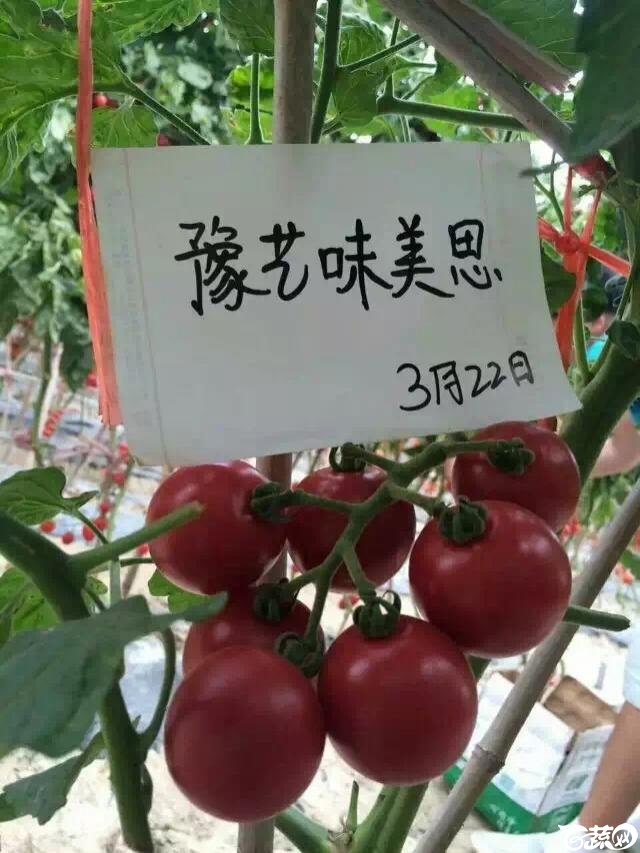 河南豫艺种业味美思小番茄IMG 3847.JPG