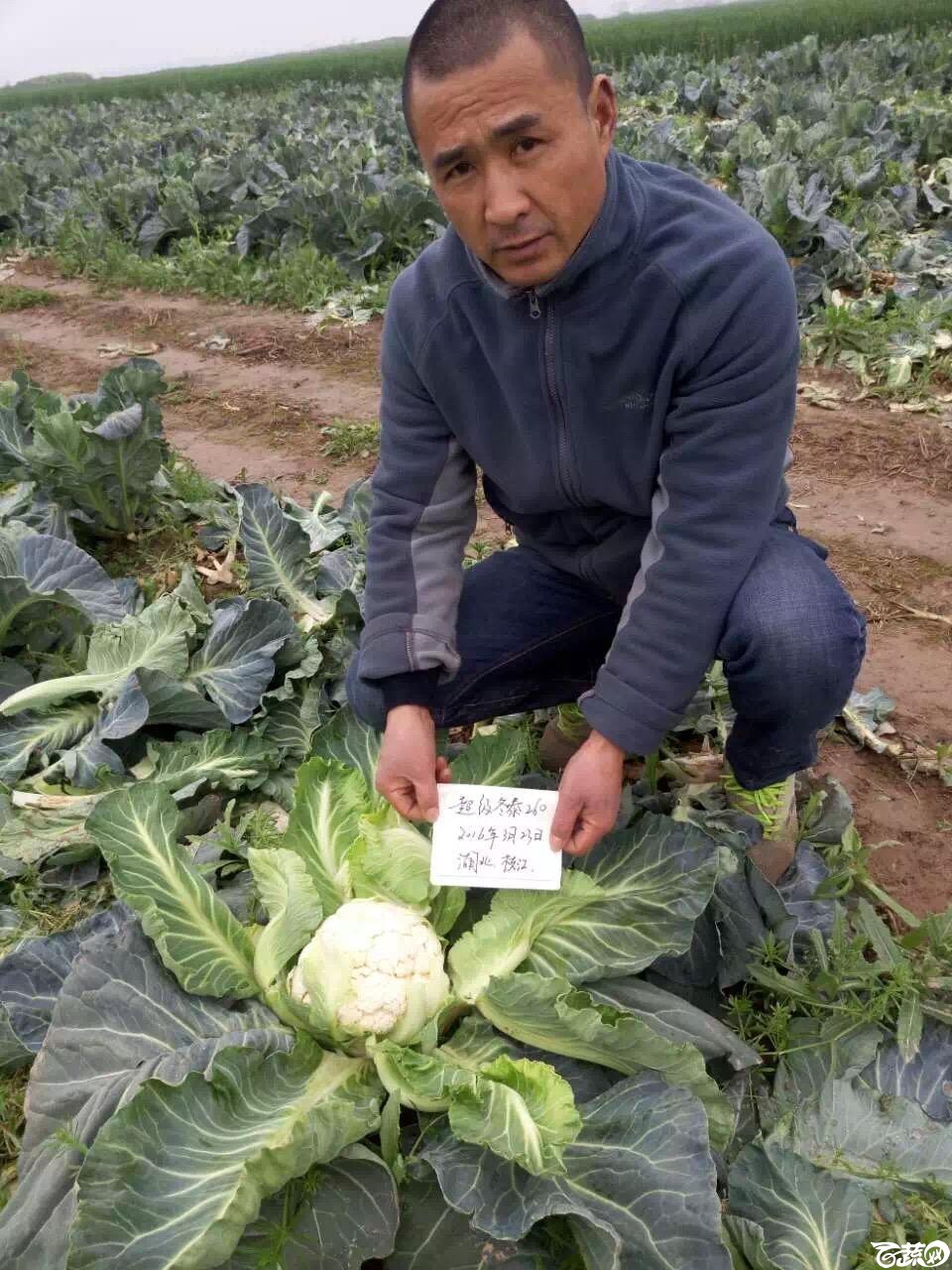 河南欧蓝德冬泰260，在湖北枝江，长势强，花球饱满，拧包护球特别好，别看球小，但产量惊人！ 001.JPG