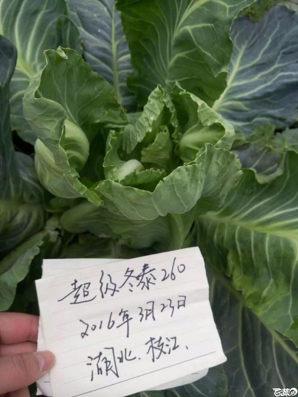 河南欧蓝德冬泰260，在湖北枝江，长势强，花球饱满，拧包护球特别好，别看球小，但产量惊人！ 003.JPG