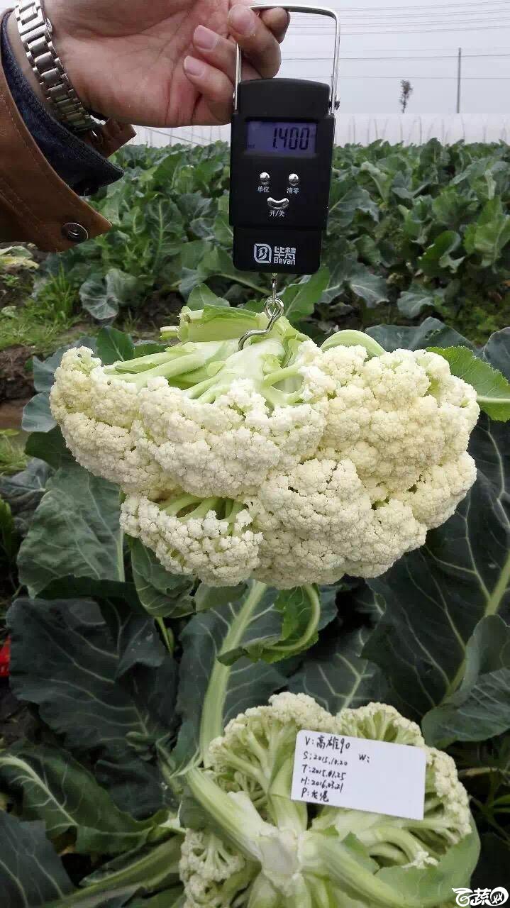 天津惠尔加高雄90花椰菜 005.JPG