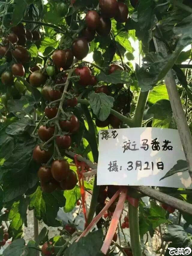 河南豫艺种业斑马番茄 010.JPG