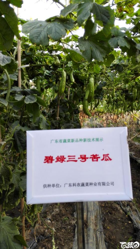 2014年广东蔬菜新品种新技术展示会-广东科农种业碧绿三号苦瓜-001.jpg