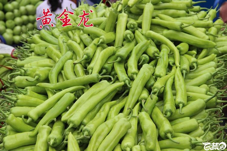 中国农科院郑州中农福得优良品质-黄金龙A.jpg