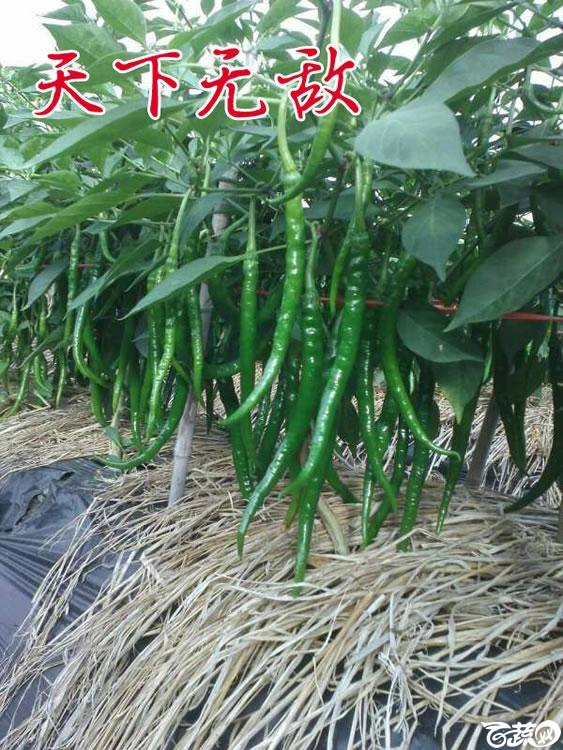中国农科院郑州中农福得优良品质-天下无敌.jpg