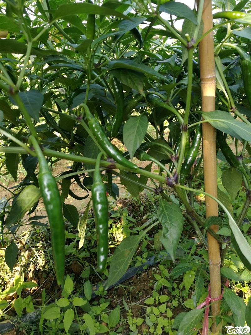 湖南湘研种业飞燕朝天椒 007.jpg
