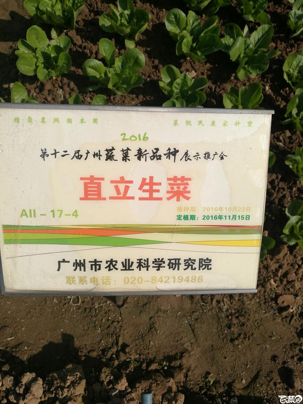 2016年12届广州蔬菜新品种展示会,广州市农科院直立生菜_001.jpg