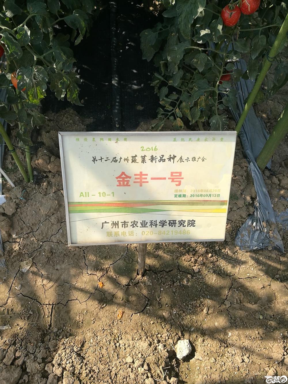 2016年12届广州蔬菜新品种展示会,广州市农科院金丰一号_001.jpg