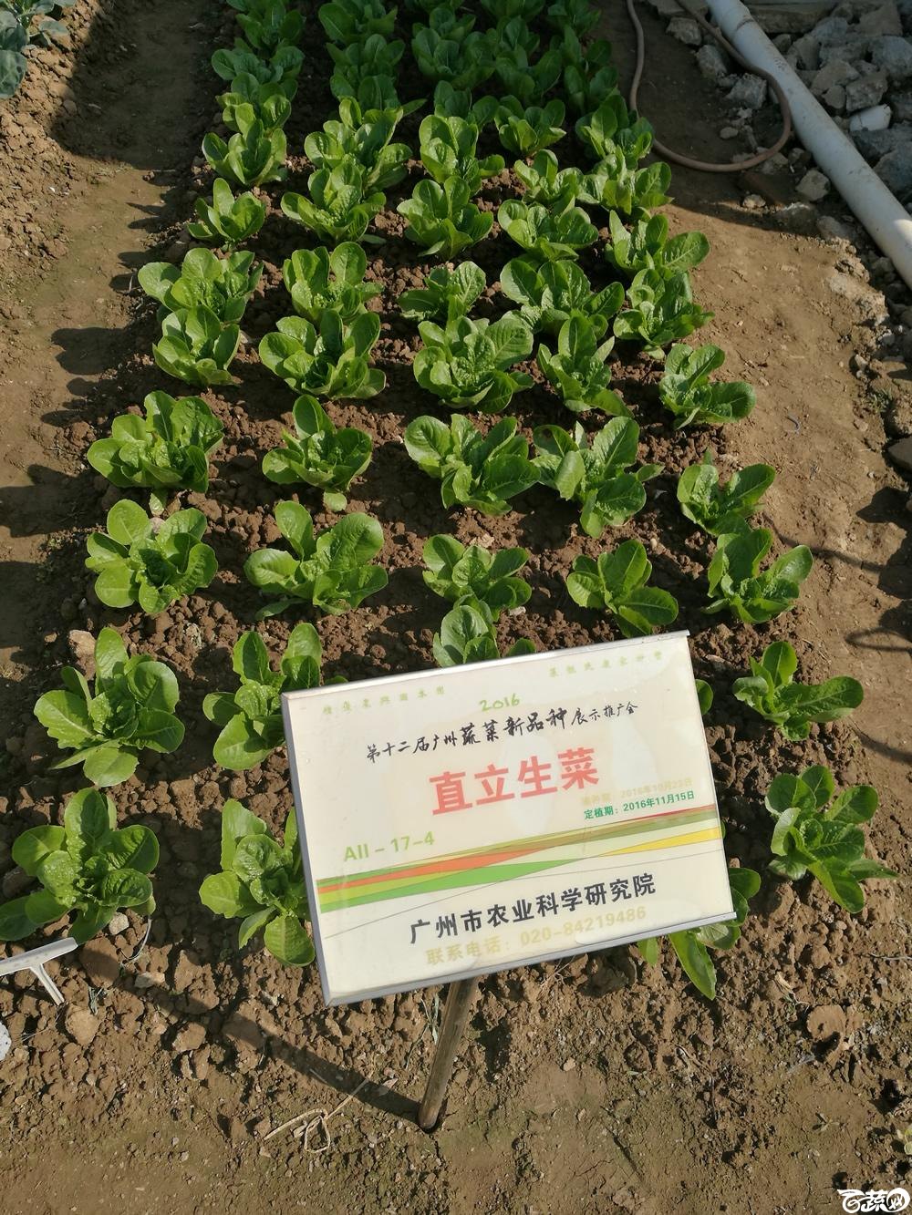 2016年12届广州蔬菜新品种展示会,广州市农科院直立生菜_006.jpg