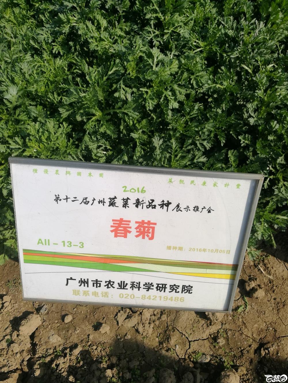 2016年12届广州蔬菜新品种展示会,广州市农科院春菊茼蒿菜_001.jpg