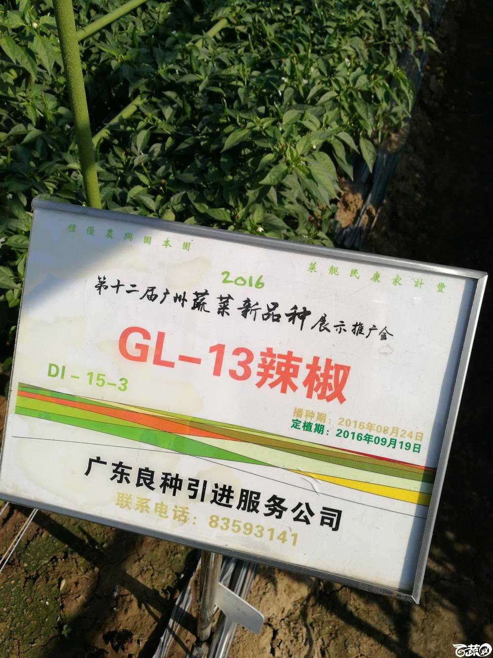 2016年12届广州蔬菜新品种展示会,广东良种引进公司GL-13辣椒-001.jpg