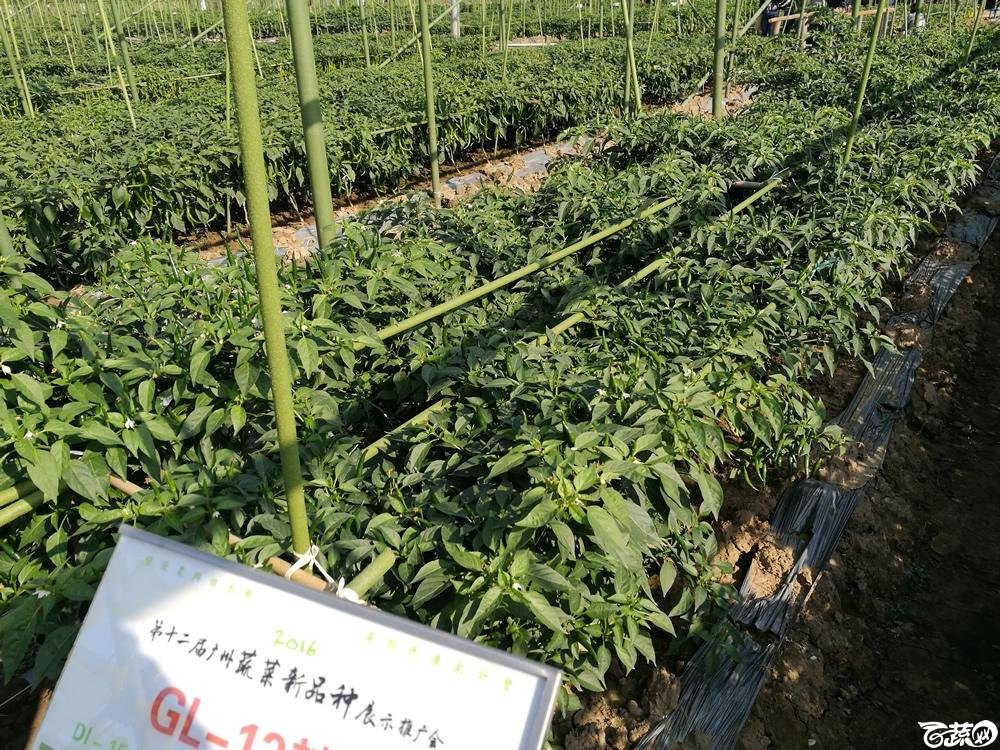 2016年12届广州蔬菜新品种展示会,广东良种引进公司GL-13辣椒-003.jpg