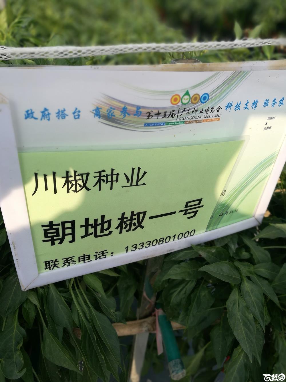 2016年15届广东种博会,四川川椒种苗公司朝地椒1号_001.jpg