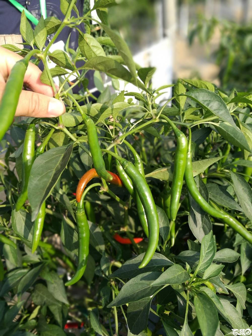 2016年15届广东种博会,四川川椒种苗公司朝地椒2号_007.jpg