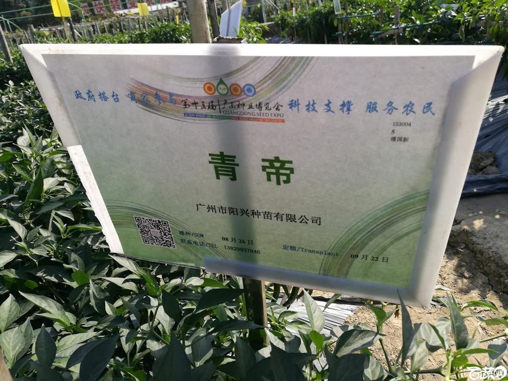 2016年15届广东种博会，广州阳兴种业青帝线椒_001.jpg