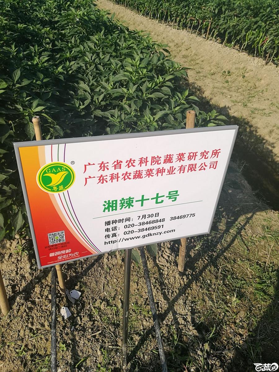 广东粤蔬香辣17号 001.jpg