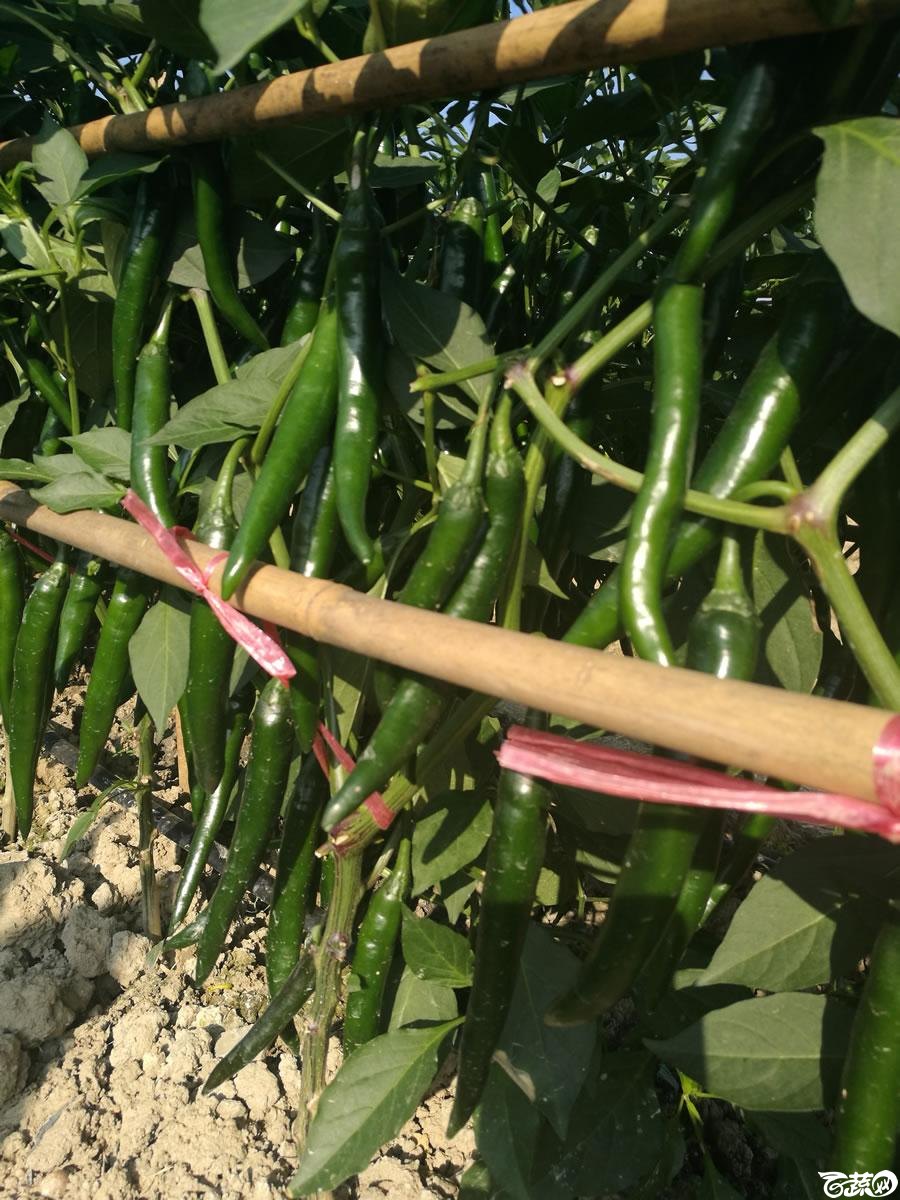 广东粤蔬粤红三号辣椒 004.jpg