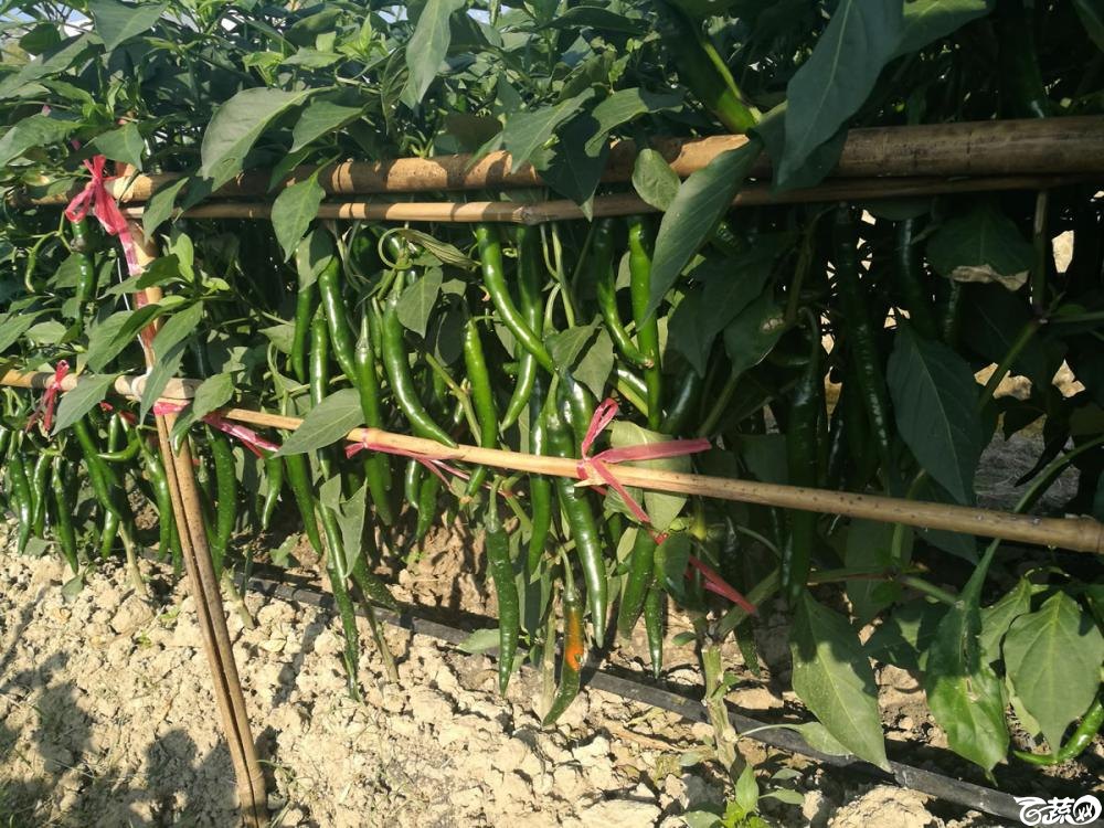 广东粤蔬粤红三号辣椒 005.jpg