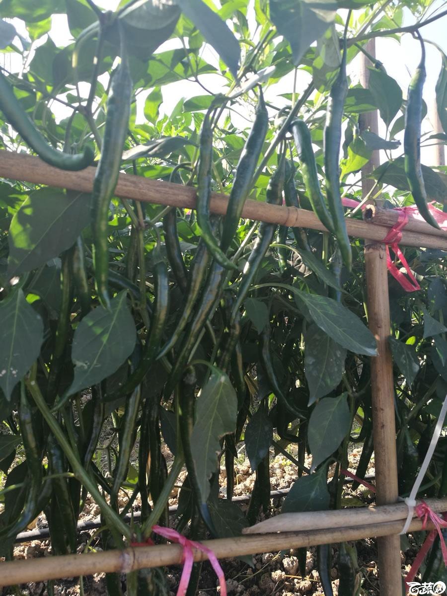 广东粤蔬粤红三号辣椒 009.jpg