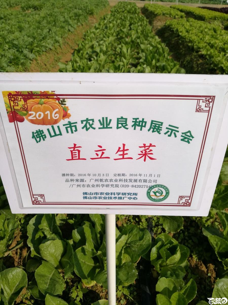 广州市农业科学院，广州乾农公司直立生菜 001.jpg