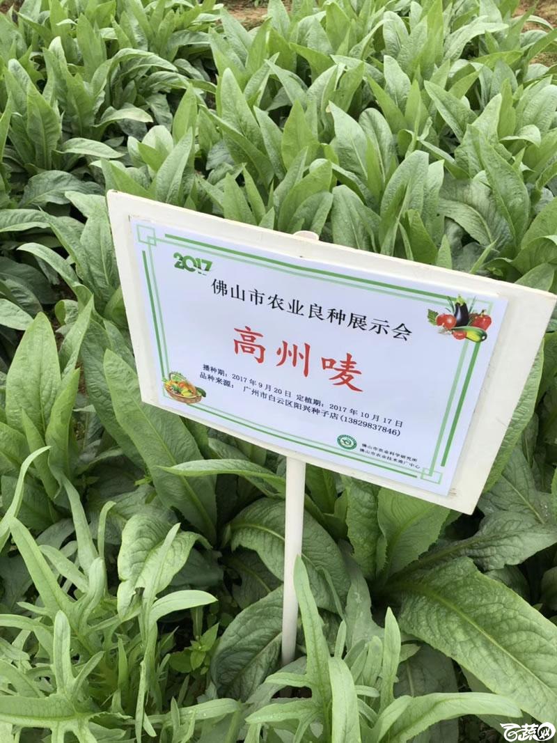 广州阳兴甜麦菜在2017年佛山种业博览会的种植表现_003.jpg