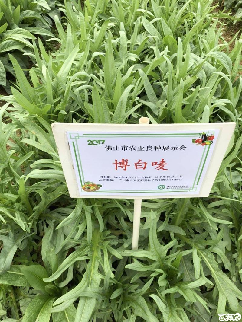 广州阳兴甜麦菜在2017年佛山种业博览会的种植表现_004.jpg