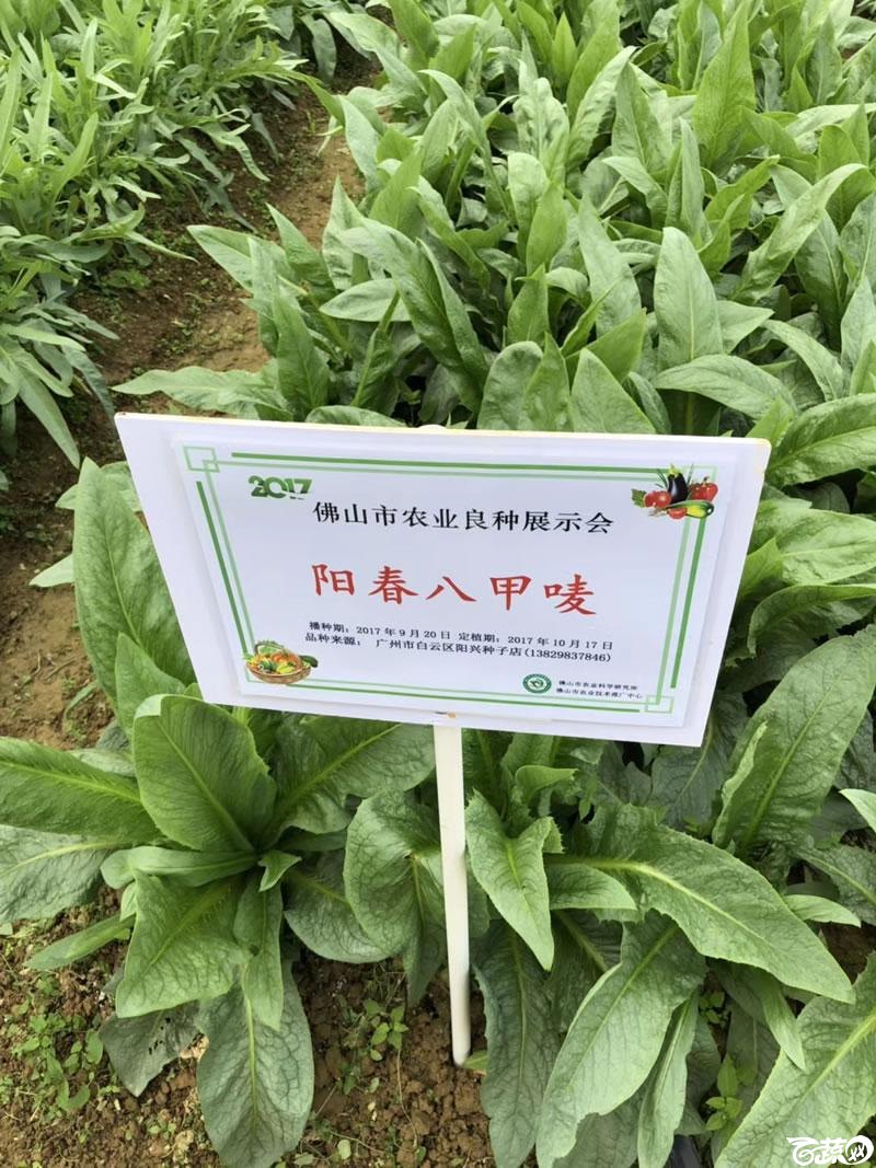广州阳兴甜麦菜在2017年佛山种业博览会的种植表现_005.jpg