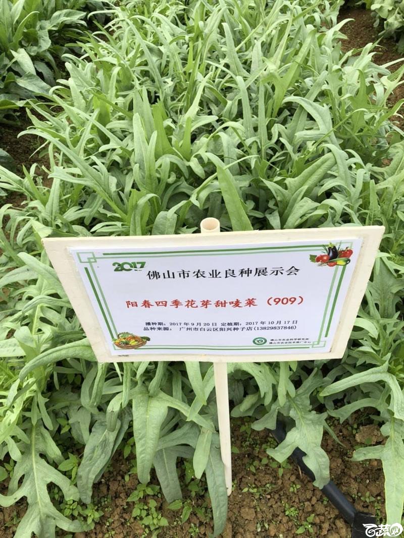 广州阳兴甜麦菜在2017年佛山种业博览会的种植表现_006.jpg