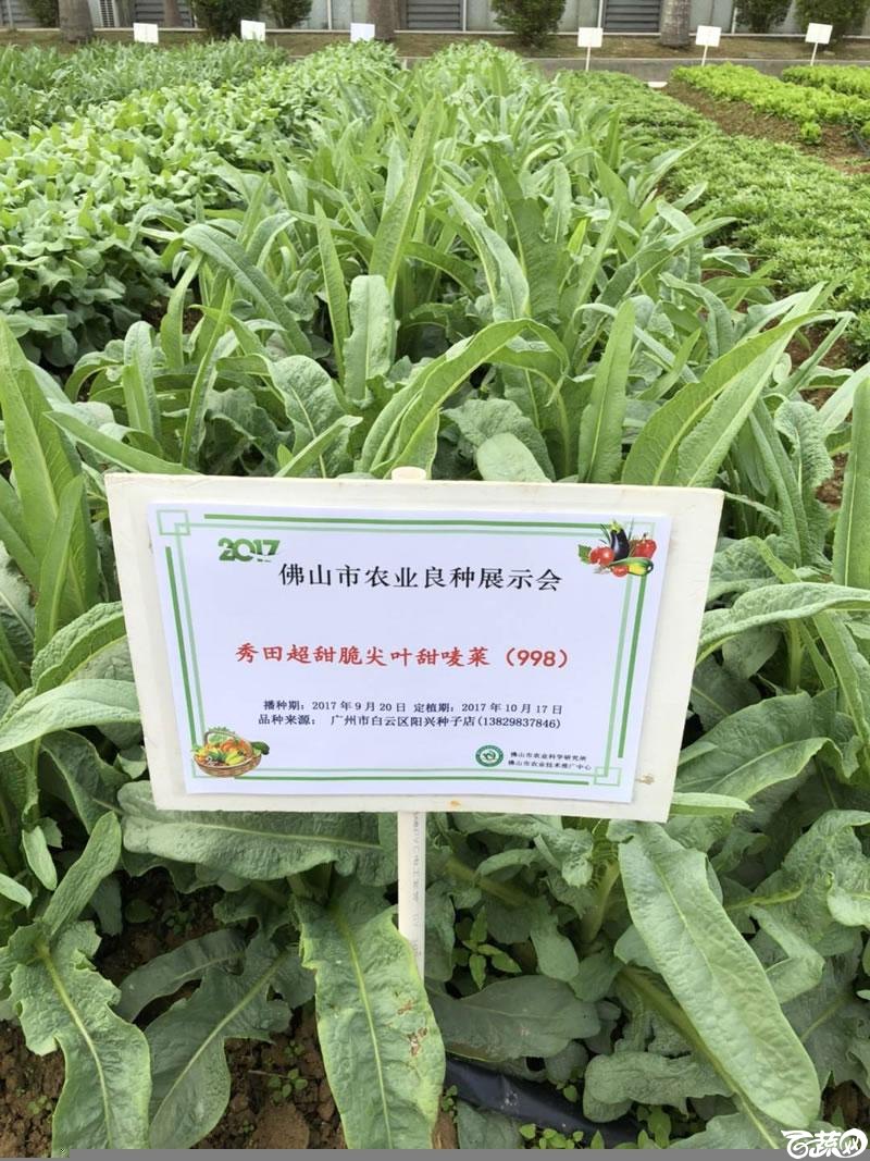 广州阳兴甜麦菜在2017年佛山种业博览会的种植表现_008.jpg