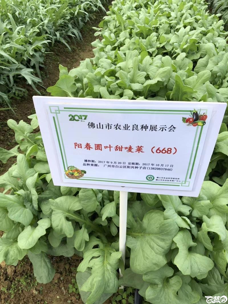 广州阳兴甜麦菜在2017年佛山种业博览会的种植表现_009.jpg