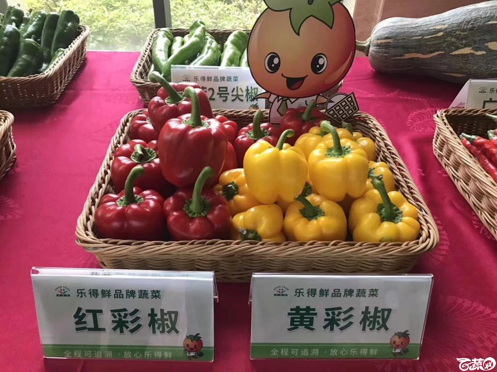 2018梅州蔬菜良种良法展示观摩培训会-辣椒-001.JPG