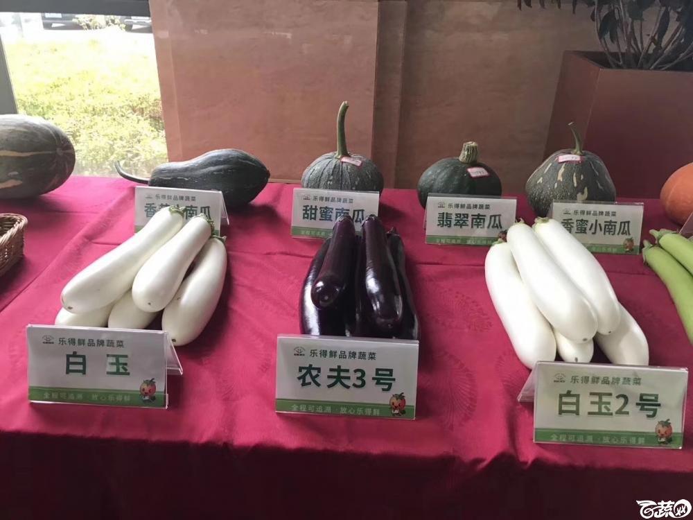 2018梅州蔬菜良种良法展示观摩培训会-茄子-001.JPG