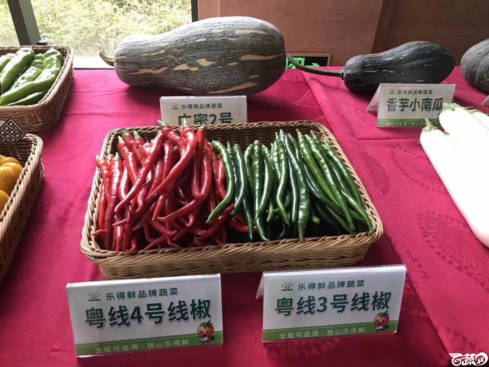 2018梅州蔬菜良种良法展示观摩培训会-辣椒-004.JPG