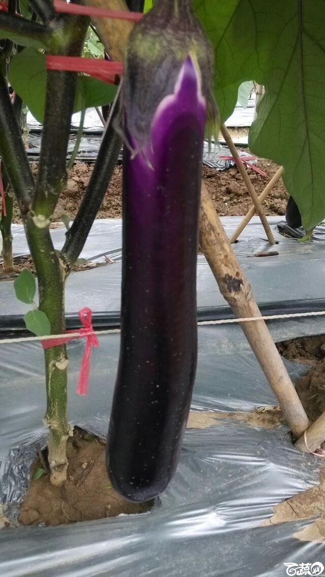 广东农科院蔬菜研究所农丰三号红茄_008.jpg