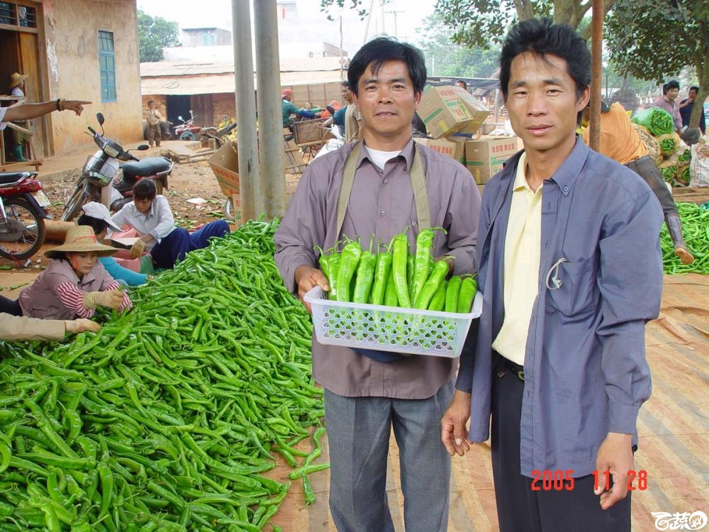 广东省农科院蔬菜研究所福康5号辣椒2004年和2005年在湛江遂溪召开现场展示会_010.jpg