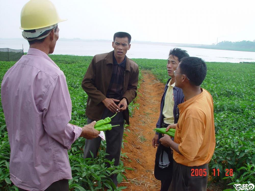 广东省农科院蔬菜研究所福康5号辣椒2004年和2005年在湛江遂溪召开现场展示会_012.jpg