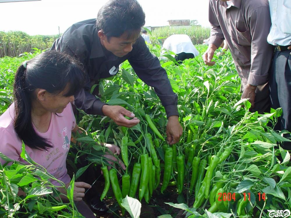 广东省农科院蔬菜研究所福康5号辣椒2004年和2005年在湛江遂溪召开现场展示会_013.jpg