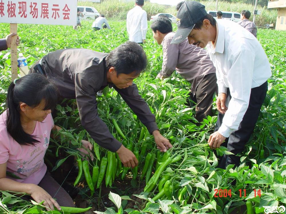 广东省农科院蔬菜研究所福康5号辣椒2004年和2005年在湛江遂溪召开现场展示会_014.jpg