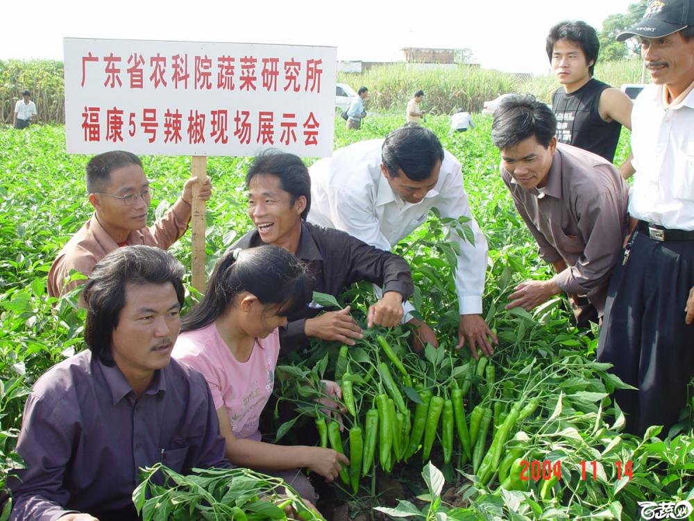 广东省农科院蔬菜研究所福康5号辣椒2004年和2005年在湛江遂溪召开现场展示会_016.jpg