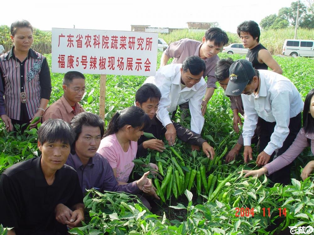 广东省农科院蔬菜研究所福康5号辣椒2004年和2005年在湛江遂溪召开现场展示会_017.jpg