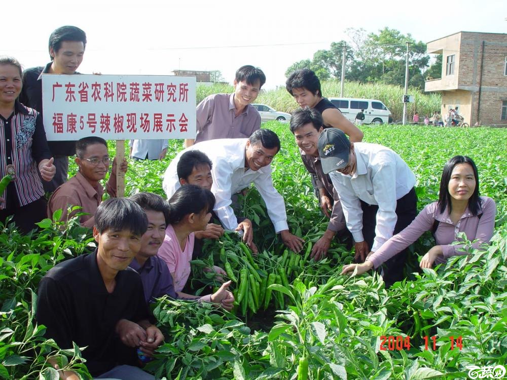 广东省农科院蔬菜研究所福康5号辣椒2004年和2005年在湛江遂溪召开现场展示会_018.jpg