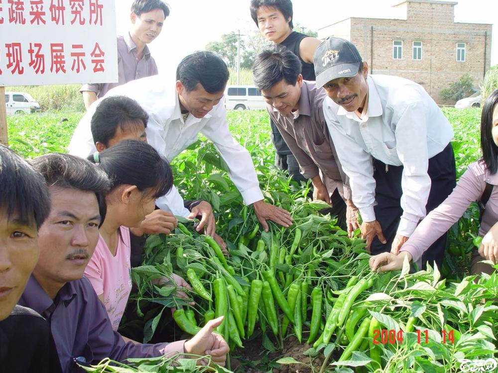 广东省农科院蔬菜研究所福康5号辣椒2004年和2005年在湛江遂溪召开现场展示会_019.jpg