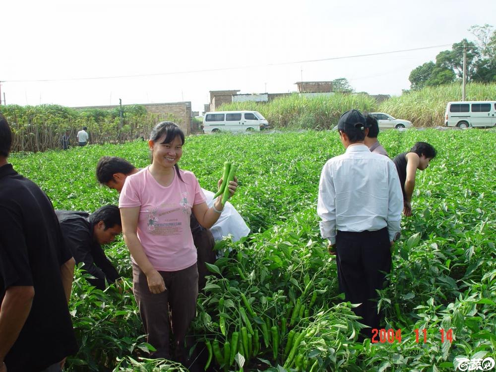 广东省农科院蔬菜研究所福康5号辣椒2004年和2005年在湛江遂溪召开现场展示会_020.jpg