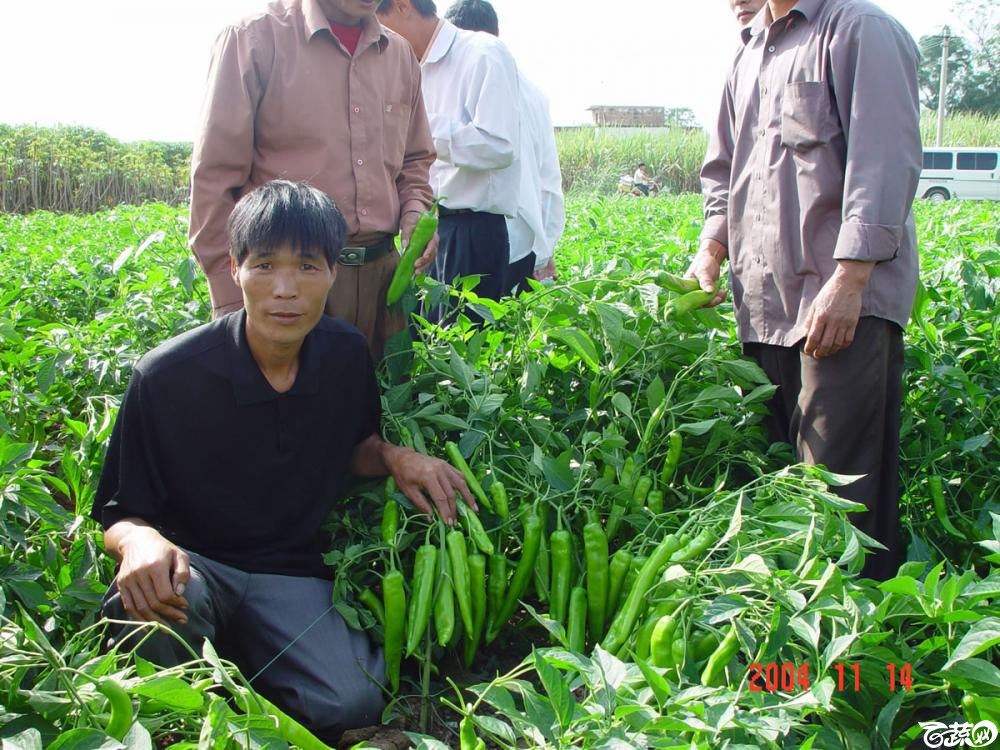 广东省农科院蔬菜研究所福康5号辣椒2004年和2005年在湛江遂溪召开现场展示会_025.jpg