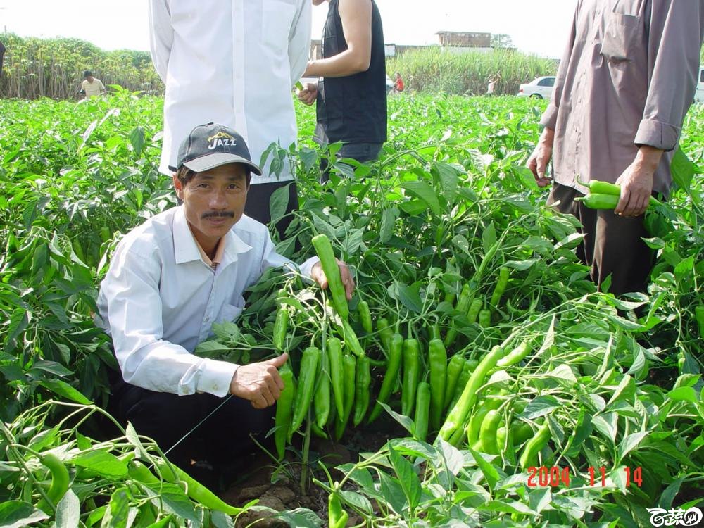 广东省农科院蔬菜研究所福康5号辣椒2004年和2005年在湛江遂溪召开现场展示会_027.jpg