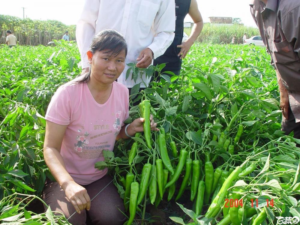 广东省农科院蔬菜研究所福康5号辣椒2004年和2005年在湛江遂溪召开现场展示会_028.jpg